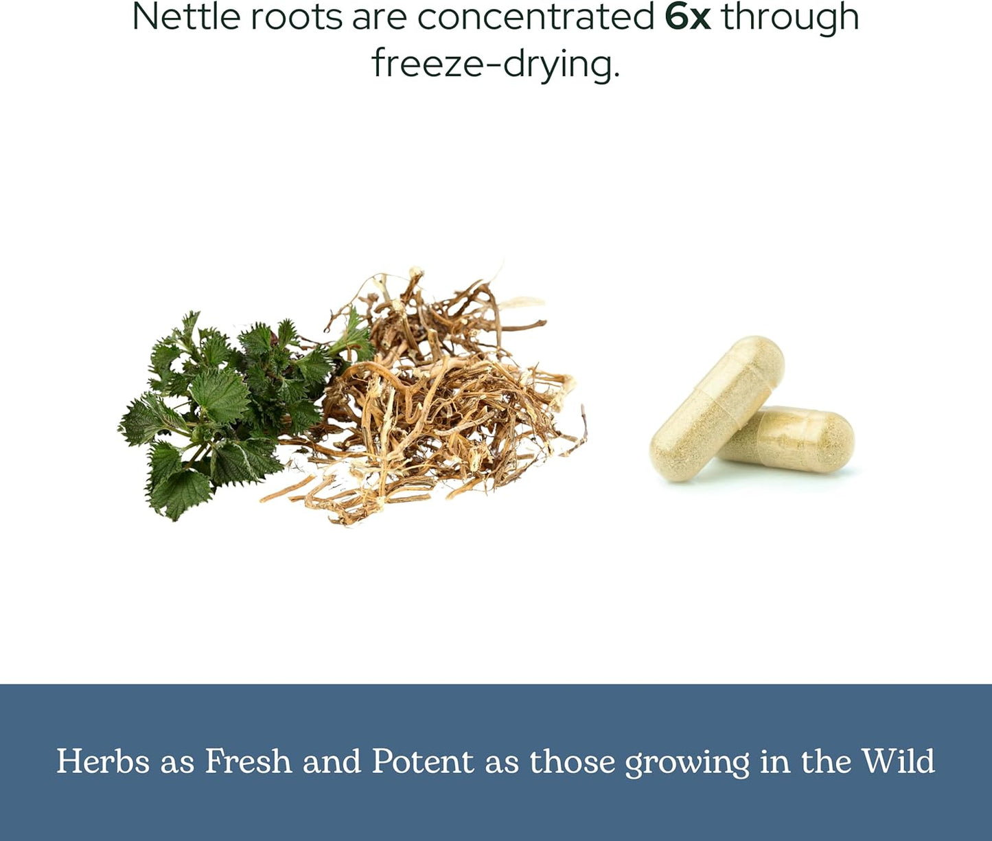 Eclectic Institute Raw Fresh Freeze-Dried Non-GMO Nettle Root | Prostate, Urinary Tract, and Male Support | 90 CT (250 mg)