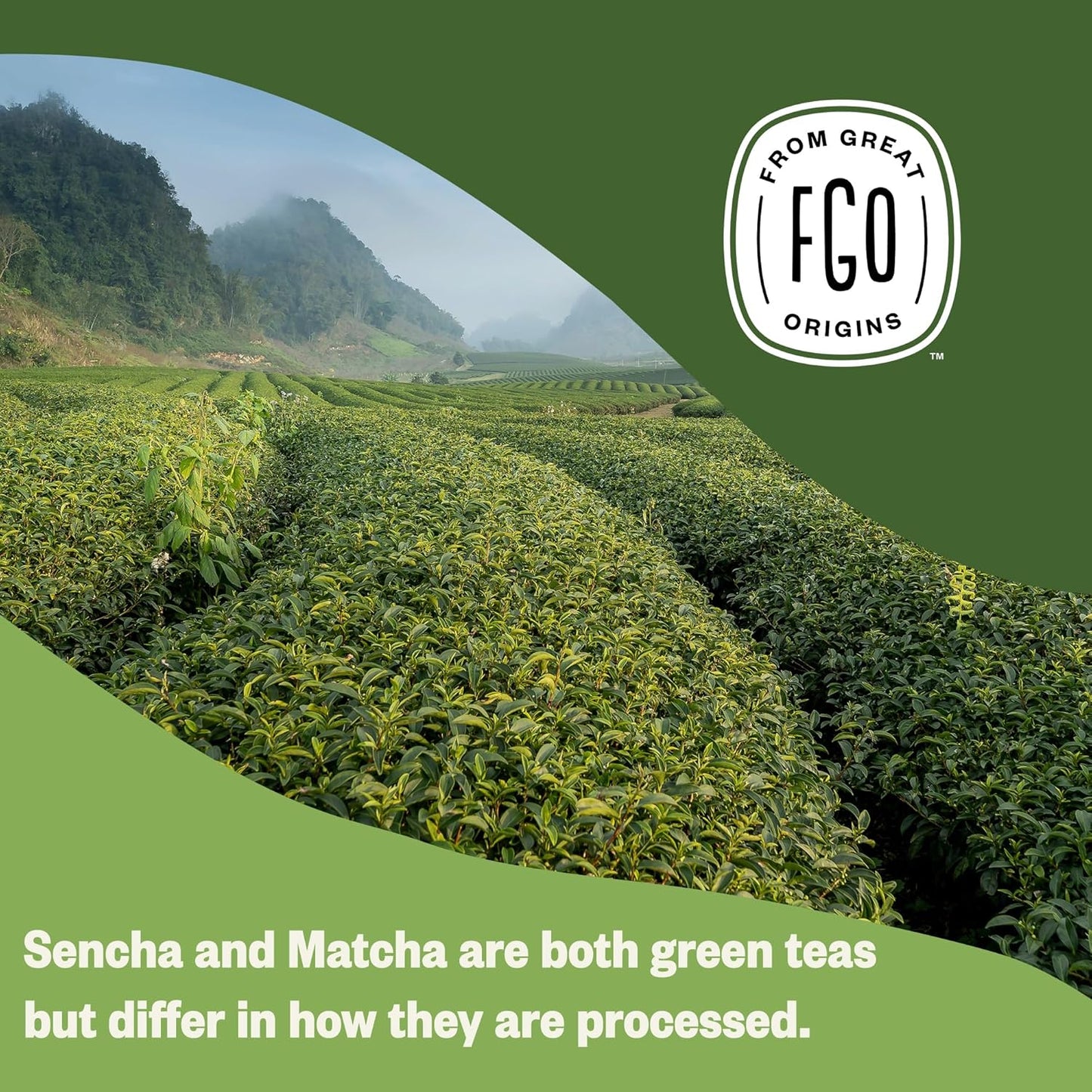 FGO Organic Japanese Matcha + Green Tea, 100 Count, Eco-Conscious Tea Bags, Resealable Bag, Packaging May Vary (Pack of 1)