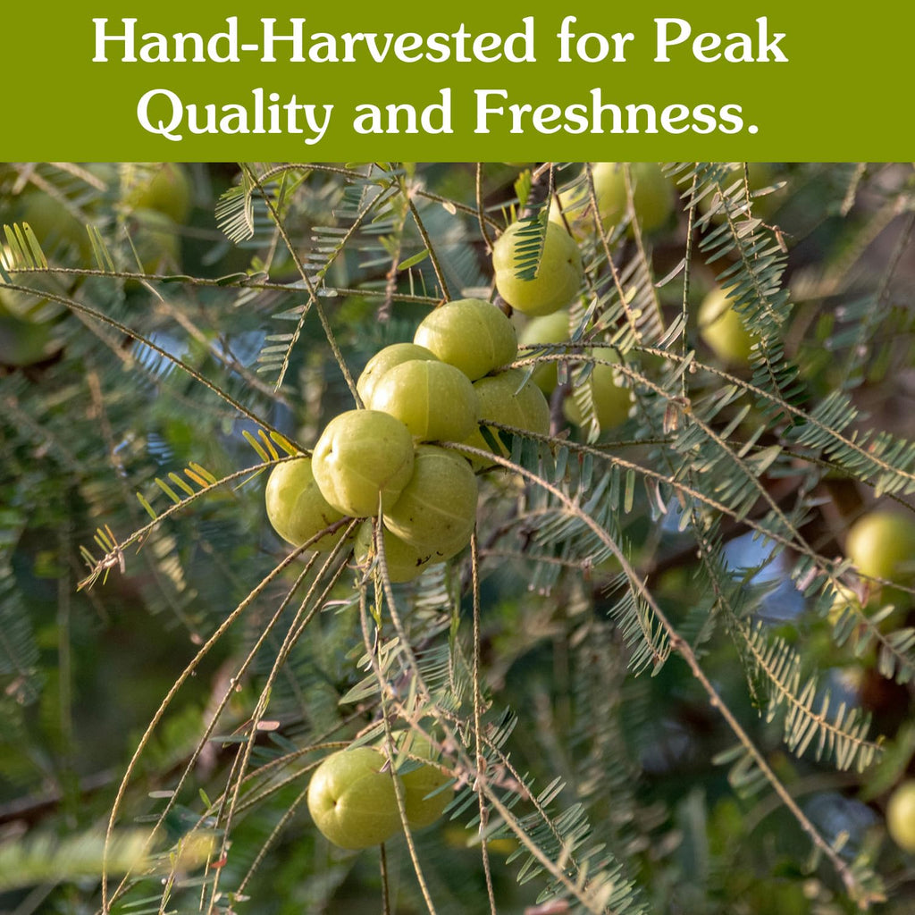 Ancient Roots Gooseberry Powder -100% Pure & Natural, Non-GMO, Gluten-Free, Finely Ground Amla for Smoothies, Teas, and Recipes, 10.5 oz Resealable Bag