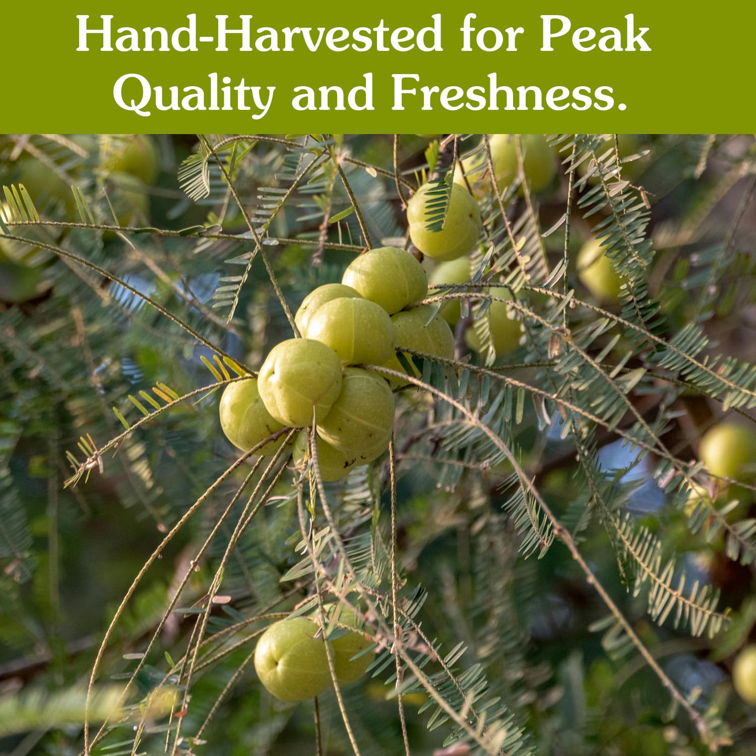 Ancient Roots Gooseberry Powder -100% Pure & Natural, Non-GMO, Gluten-Free, Finely Ground Amla for Smoothies, Teas, and Recipes, 10.5 oz Resealable Bag