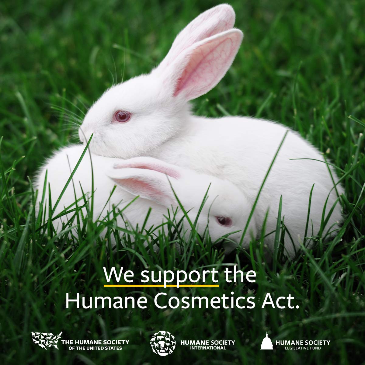 US Organic 100% Pure Basil Essential Oil, USDA Certified Organic, Steam Distilled W/Euro Dropper, 10 ml (More Size Variations Available)