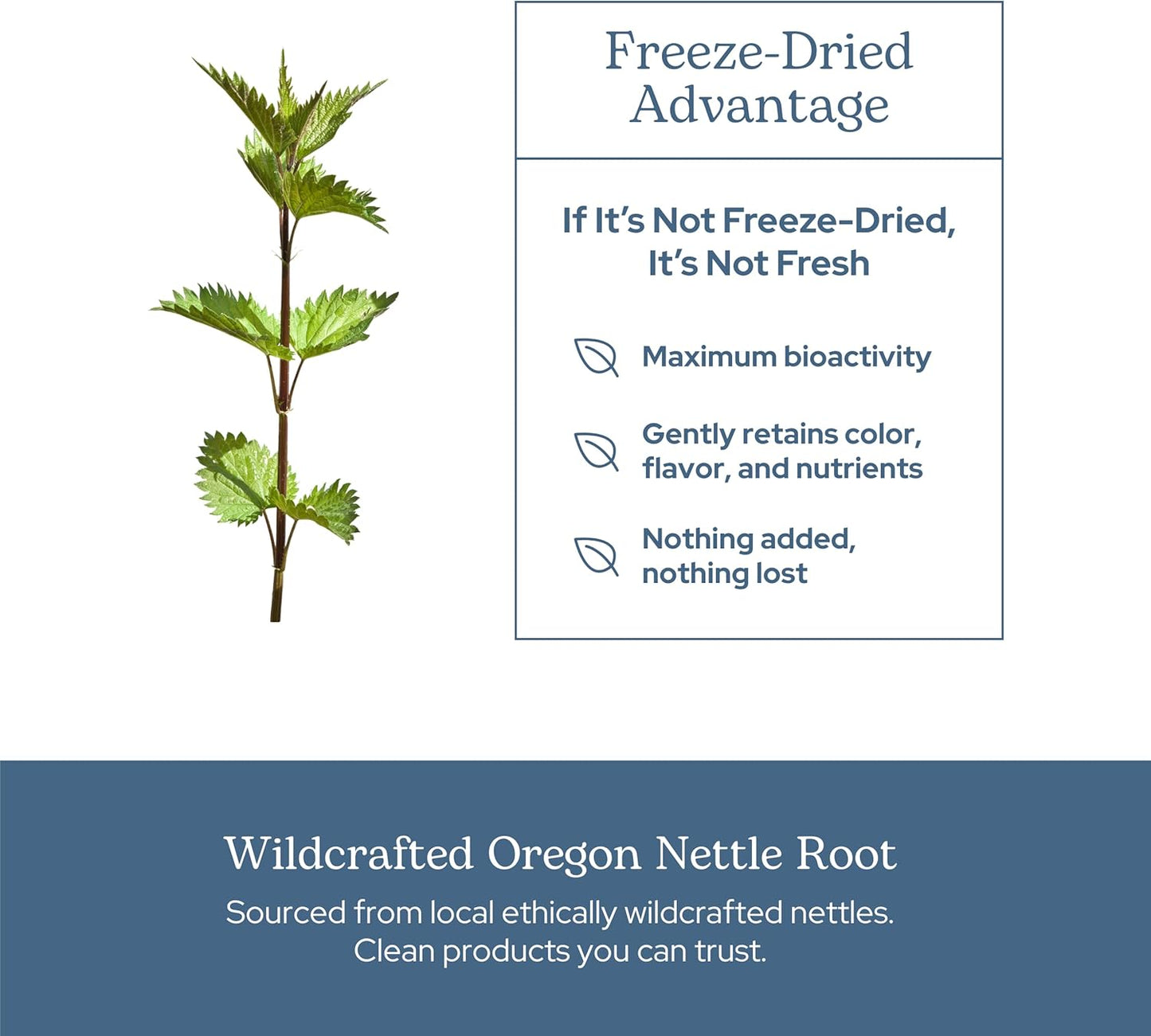 Eclectic Institute Raw Fresh Freeze-Dried Non-GMO Nettle Root | Prostate, Urinary Tract, and Male Support | 90 CT (250 mg)