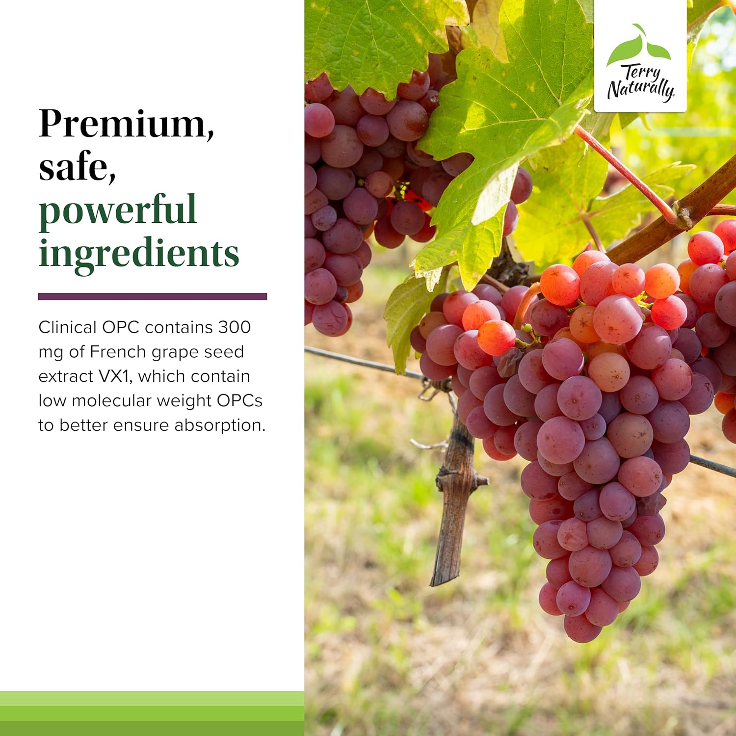 Terry Naturally Clinical OPC - Cardiovascular Health & Focus Support Supplement - Dietary Supplement with Grape Seed Extract & Sunflower Lecithin - Immune Support Supplement - 300 mg, 60 Capsules