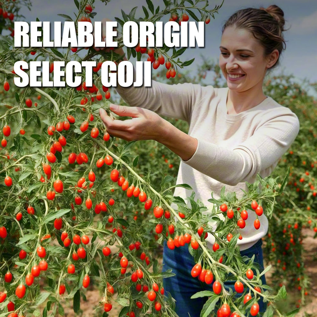 Ternio Organics Goji Berries - 8.47oz/240g - 100% Natural Goji Berries - No Sulfates and Additives - Large Berries - Suitable for Making Goji berry tea, Powder, Oat Food and Snacks.