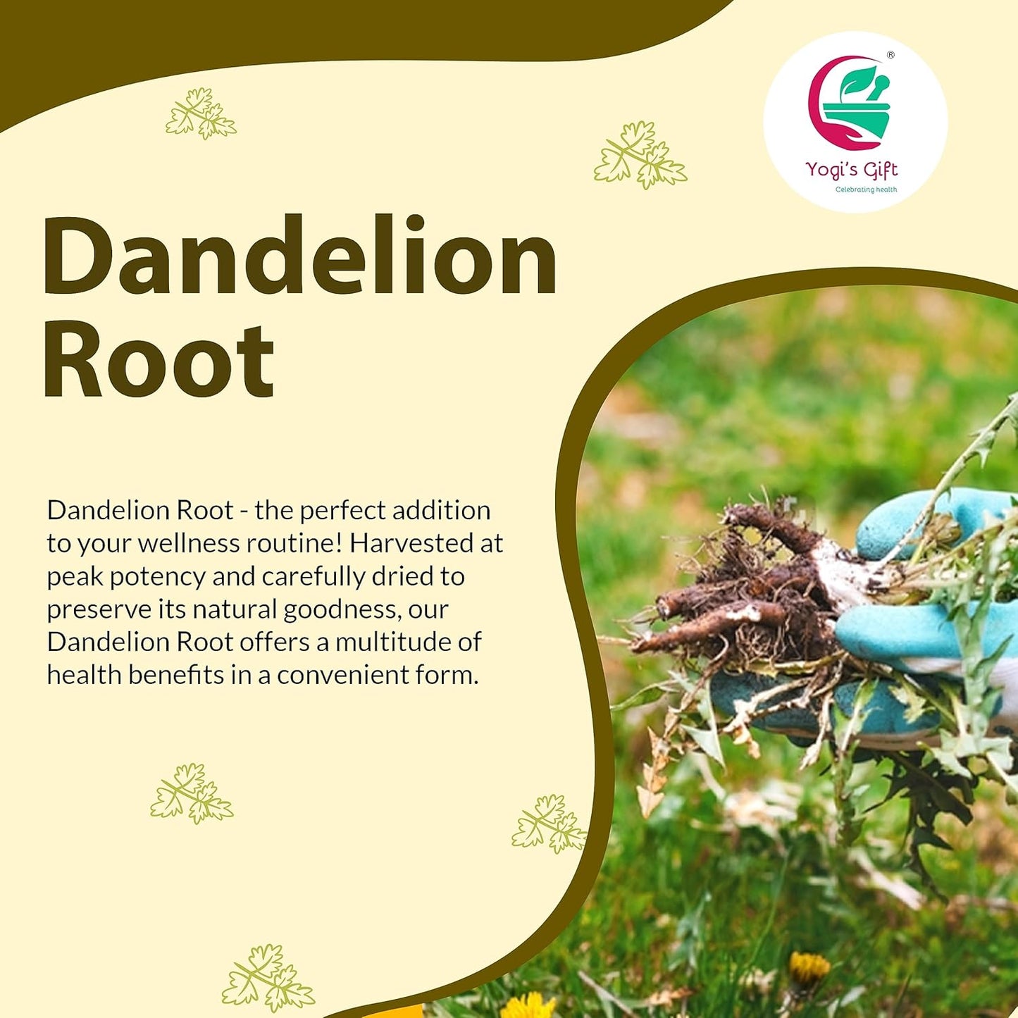 Dandelion Root 1 LB | Cut and Sifted Loose Root | by Yogi's Gift®
