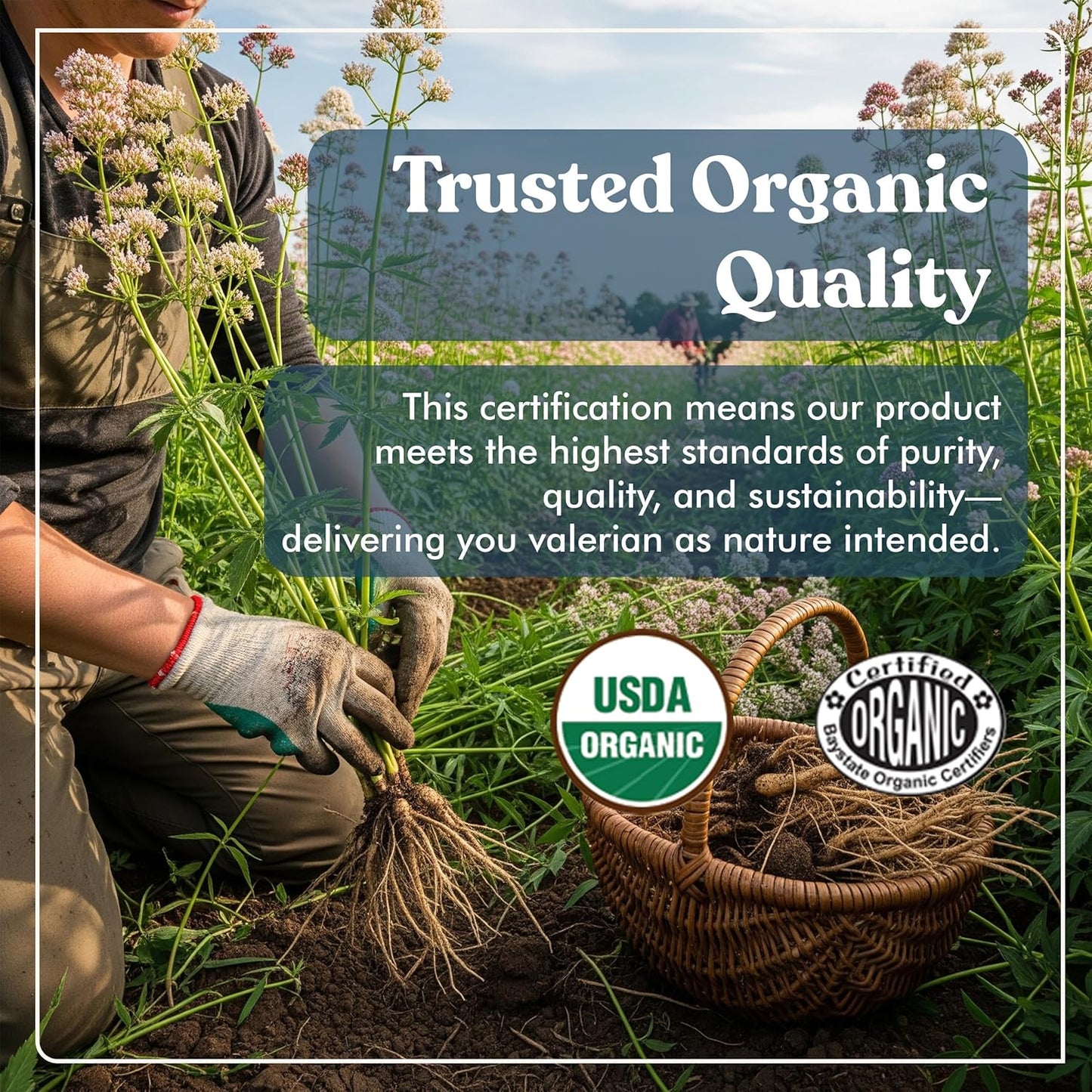 American Standard Supplements Organic Valerian – Vegan, Gluten Free, Non-GMO, 90 Capsules, 90 Servings (Pack of 2)