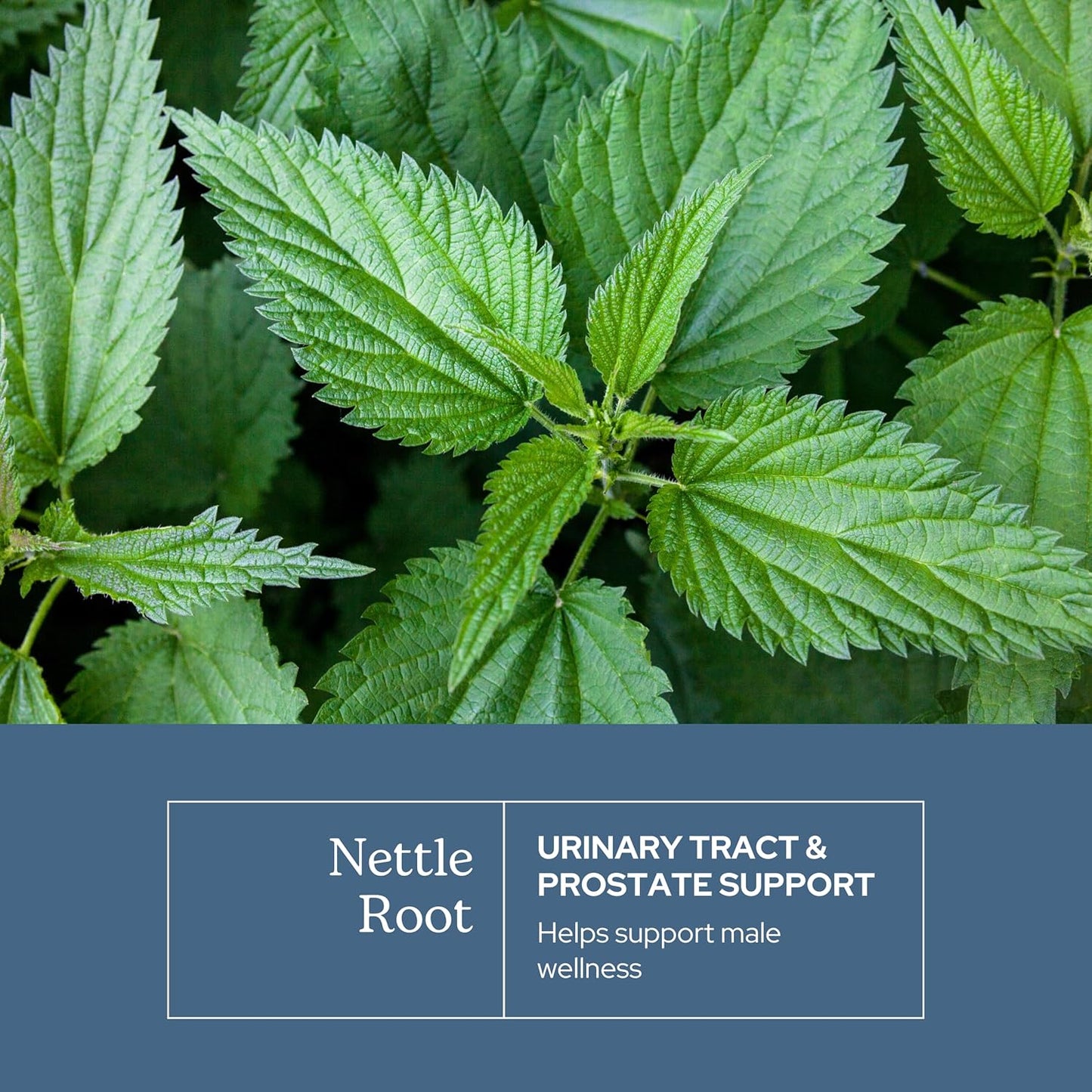 Eclectic Institute Raw Fresh Freeze-Dried Non-GMO Nettle Root | Prostate, Urinary Tract, and Male Support | 90 CT (250 mg)