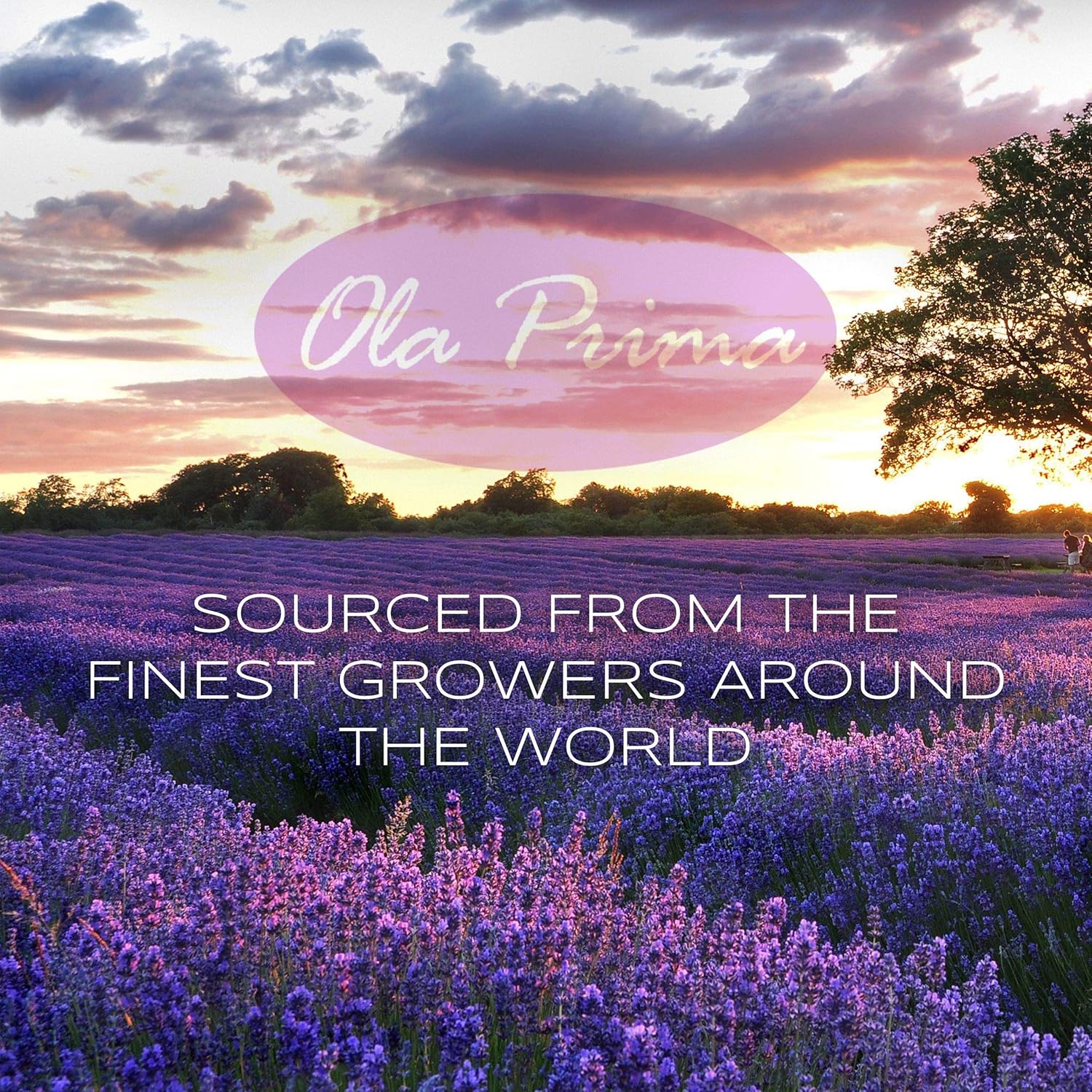 Ola Prima Ginger Essential Oil 8 fl oz – Therapeutic Grade Ginger Aromatherapy Oil